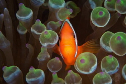 Tomato Clown
Anilao
D7200
Nauticam
60mm
Inon Z240's by Hank Kollross 